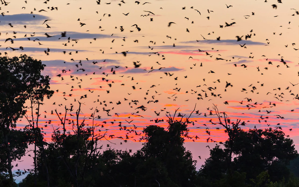15 Reasons Why Zambia Is A Perfect African Vacation Spot 47 Bats travel EY5DTY 15 Reasons Why Zambia Is A Perfect African Vacation Spot
