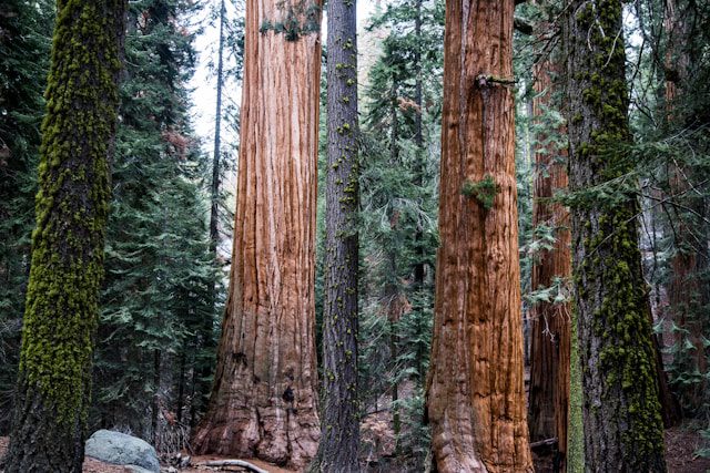 San Francisco Redwood National Park, California-Best Places For Solo Trips Discover The World Safely And On Your Own