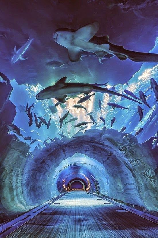best dubai sightseeing itinerary underzoo and aquarium