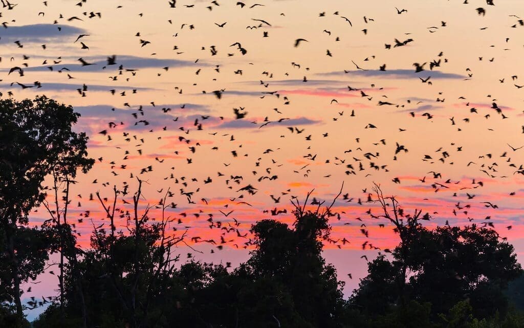 Bats travel EY5DTY 15 Reasons Why Zambia Is A Perfect African Vacation Spot