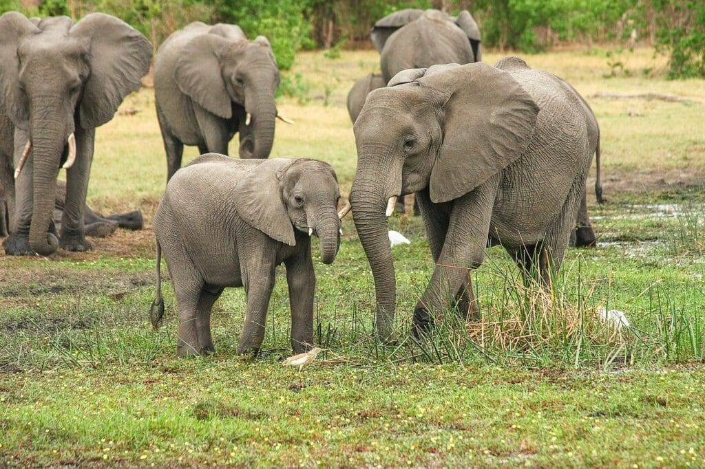 elephants-South Africa-best safari destinations in africa