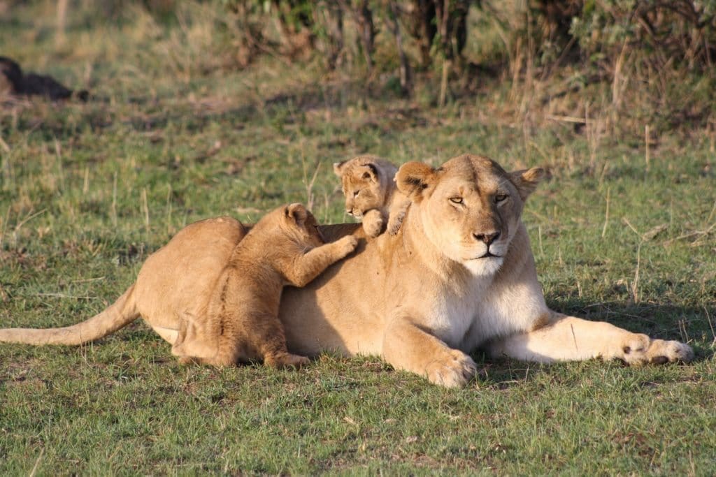 lion-Kenya-best safari destinations in africa