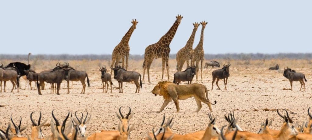 Top Safari Game Reserves in Africa
