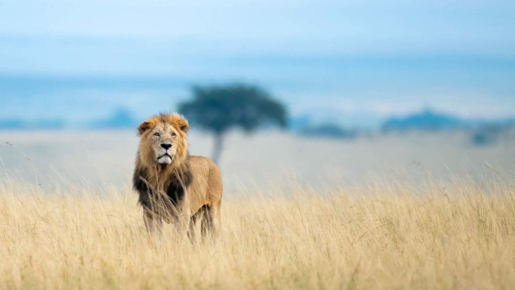 Top Safari Game Reserves in Africa