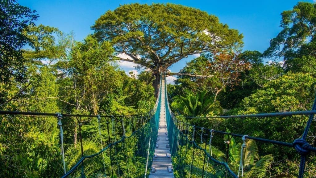 2021 Amazon Rainforest Travel Guide: Sights, Sounds and Delightful Cuisines