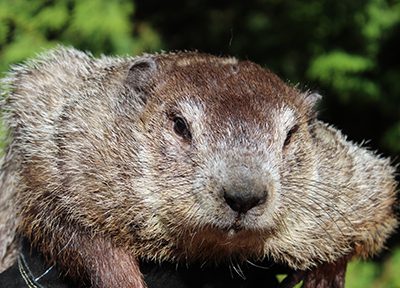 Groundhog Day Pennsylvanian-Strange Cultural Traditions Around The World That Would Leave You Astonished