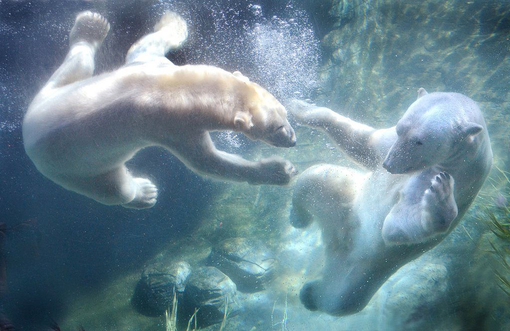 The Polar Bear Plunge-Strange Cultural Traditions Around The World That Would Leave You Astonished