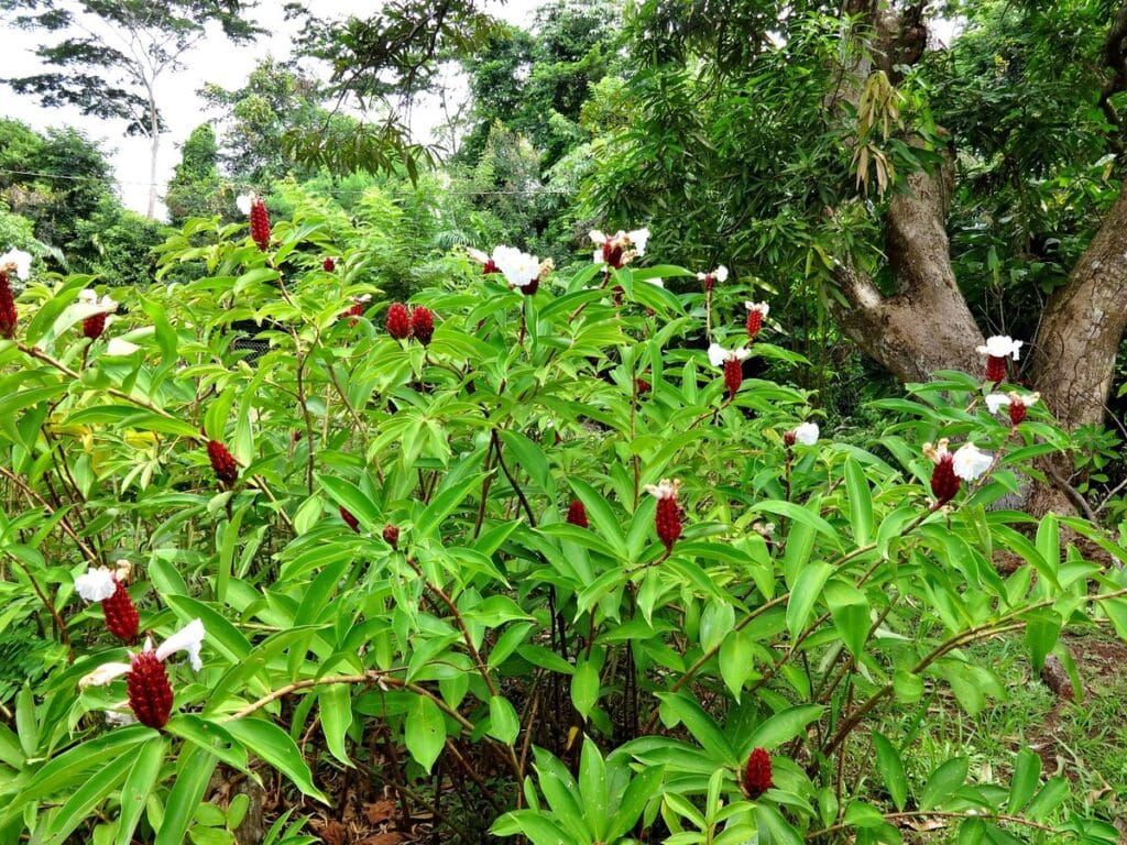laura s herb spice garden 61 Best Things To Do in Grenada, Caribbean