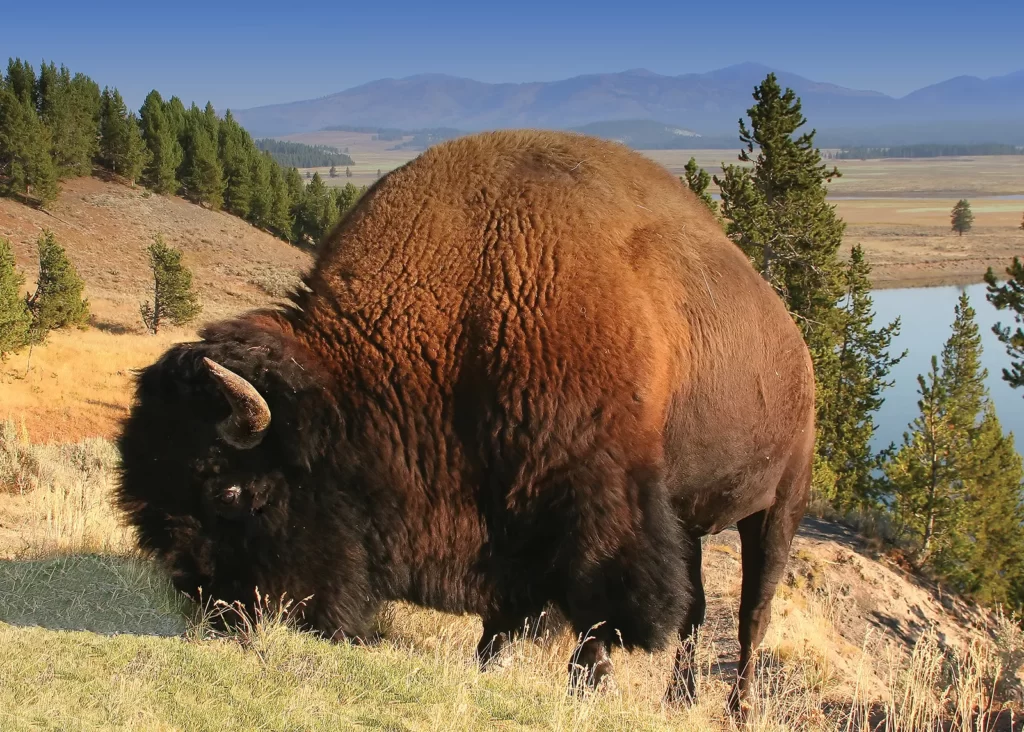 bison American buffalo Wyoming Yellowstone National Park Top 10 U.S. Destinations for Bucket-List Trips