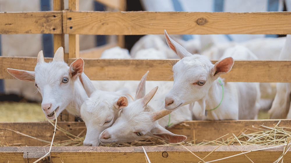 how to start a goat farm 15 Best Things to Do in Bozeman, Montana