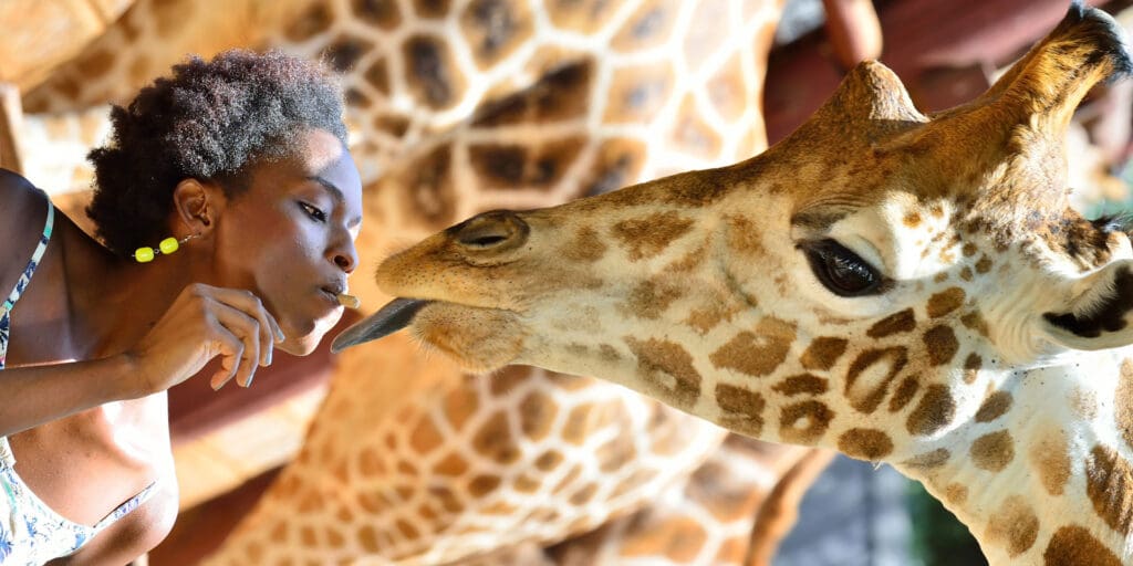 giraffe centre 25 Exciting Things To Do in Nairobi