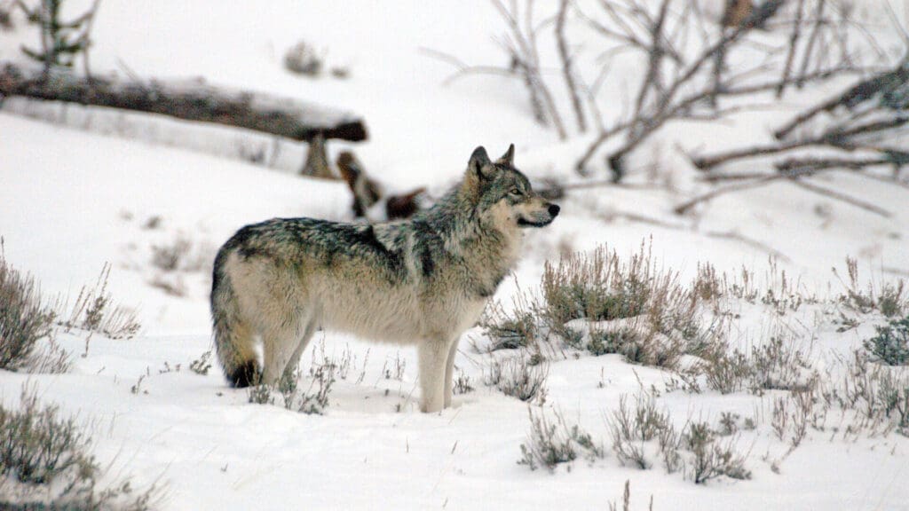 gray wolf yellowstone 15 Unique Things To Do in Bozeman in The Winter