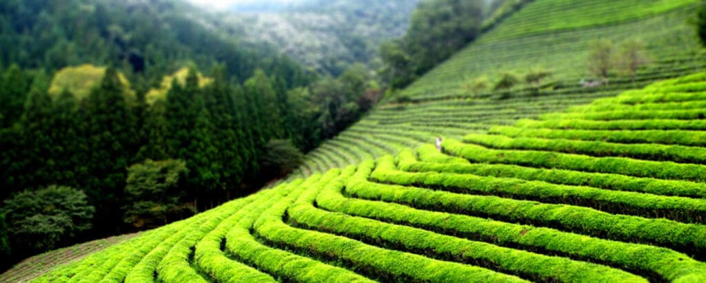 teafarm 25 Exciting Things To Do in Nairobi
