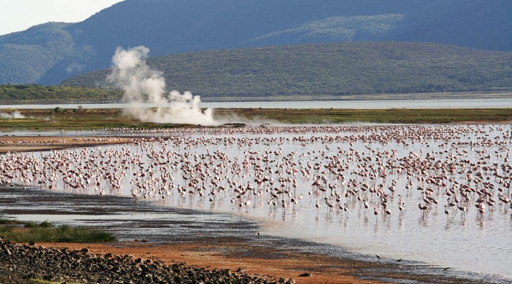 Geyser and flamingos 10 Best Things To Do in Nakuru, Kenya