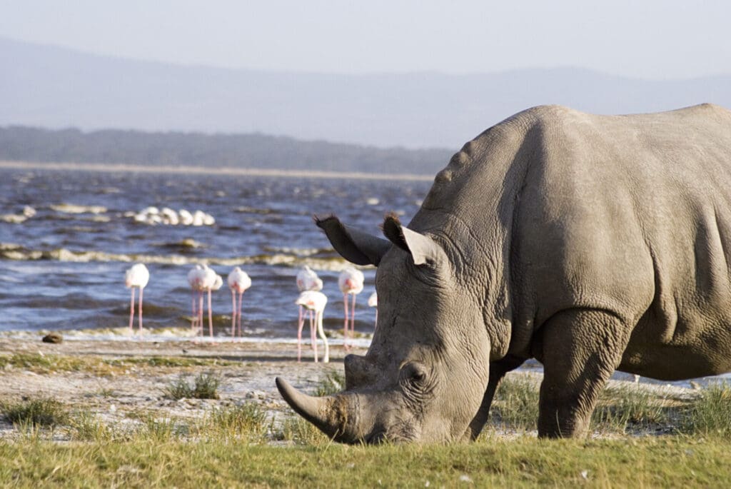 Rhino in Lake Nakuru National Park 10 Best Things To Do in Nakuru, Kenya