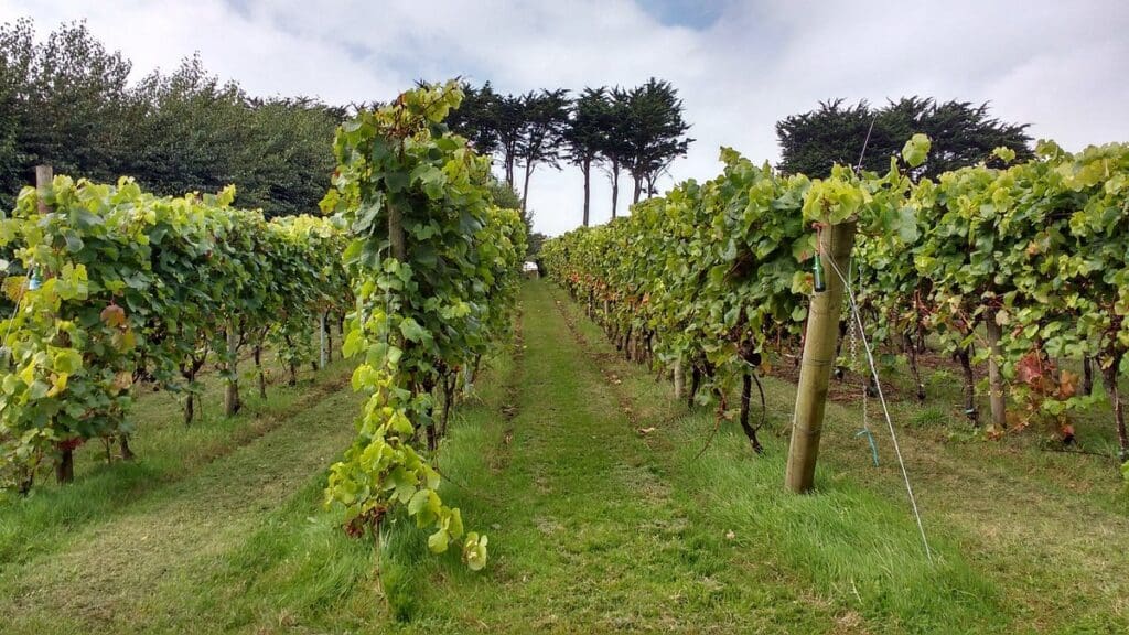 the vinyard 20 Best Things To Do in Penzance, England