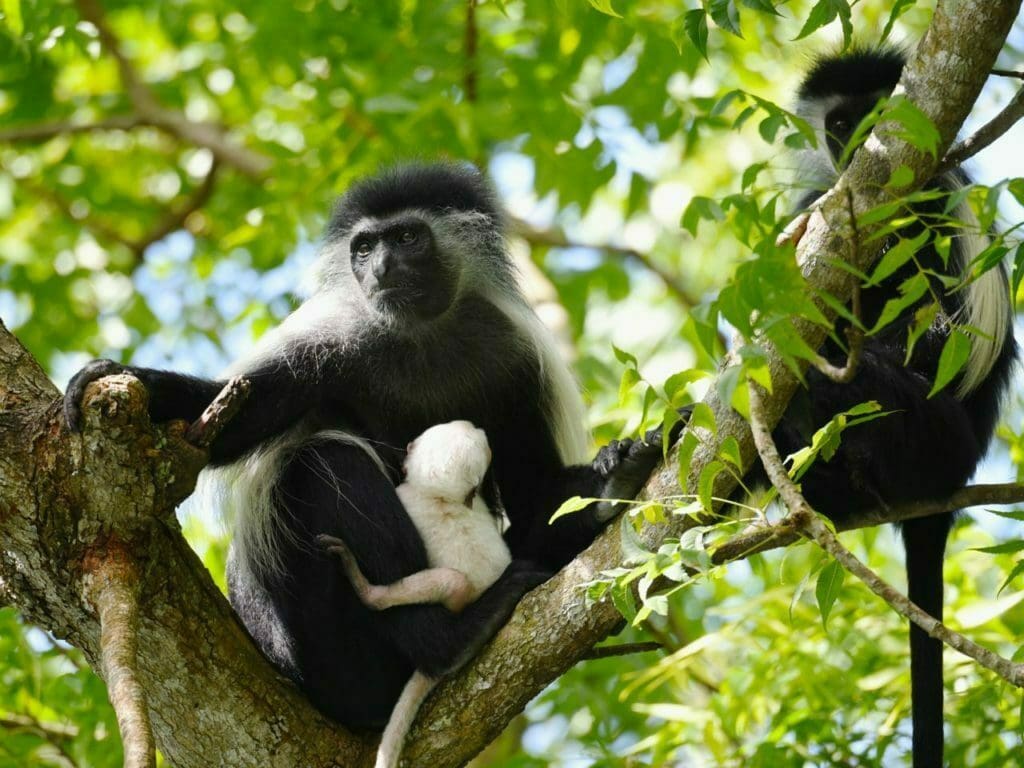 colobus 1024x768 1 15 Best Things To Do in Diani, Kenya