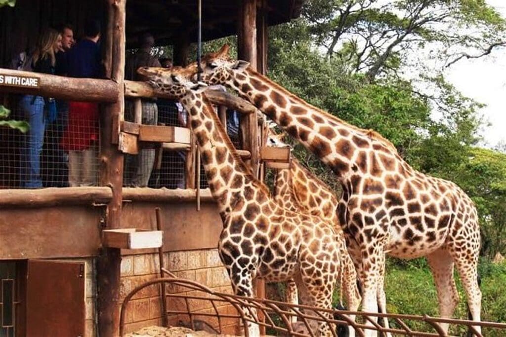 giraffe center nairobi Ultimate Kenya Itinerary (5 Days – 2 Weeks) Safaris, Culture & Adventure