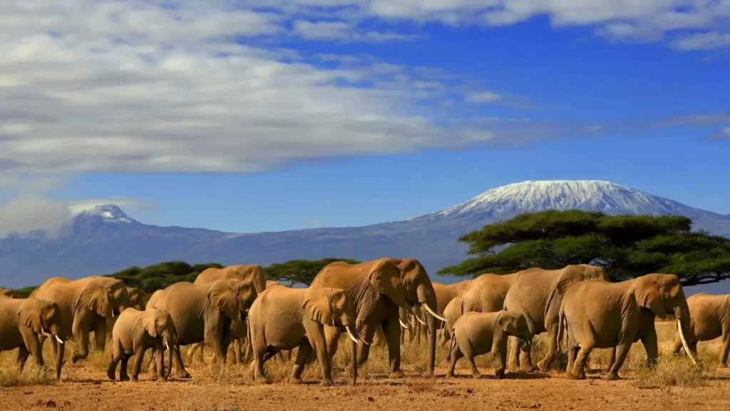 kenia laenderinformationen elephanten kilimandjaro natucate Ultimate Kenya Itinerary (5 Days – 2 Weeks) Safaris, Culture & Adventure