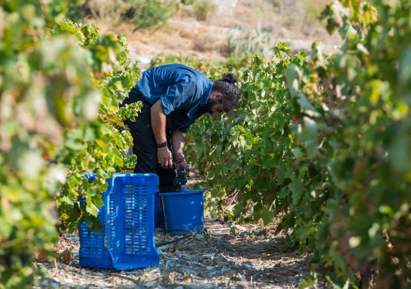 vineyards 15 Best Wineries in Cyprus (+ Best Wines)