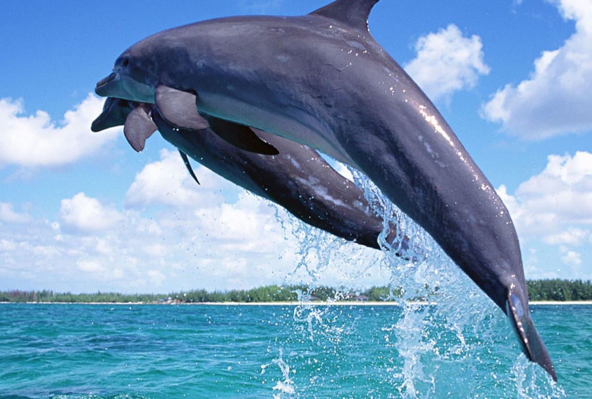 wasini island dolphins 15 Best Things To Do in Diani, Kenya