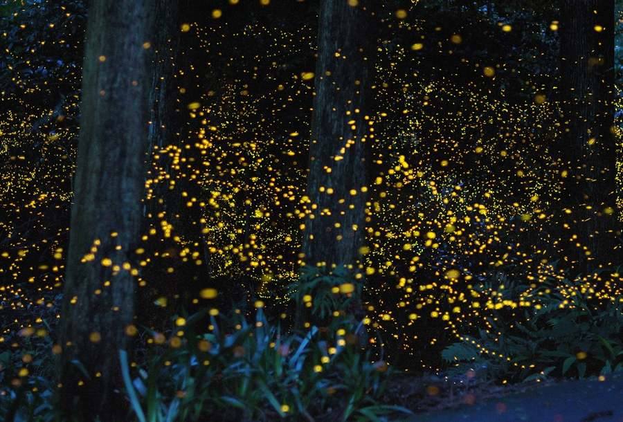 Fireflies of Kuala Selangor-Kuala Lumpur Adventures Must See Spots and Recommended Activities