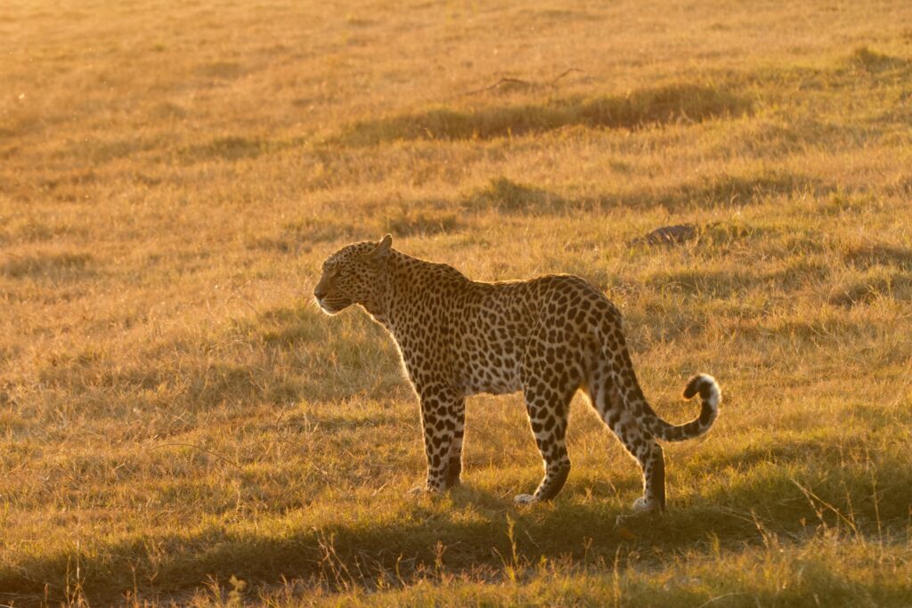 Le Valley De La Leopard-Zambia Natural Wonders Why You Should Visit Zambia