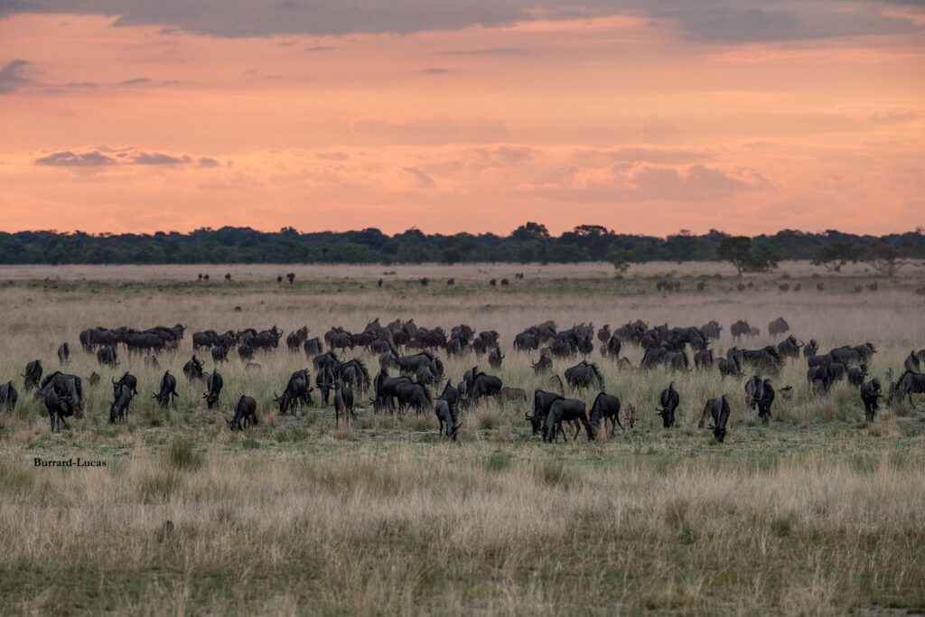 Liuwa Plain National Park-Zambia Natural Wonders Why You Should Visit Zambia