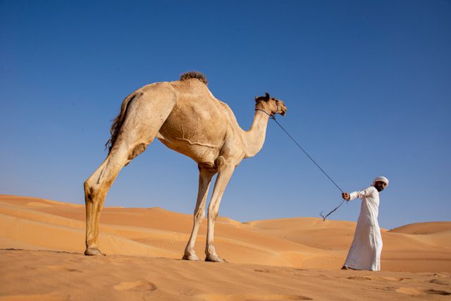 What is Abu Dhabi Special For-Discover the Best of Abu Dhabi Top Tourist Attractions You Can't Miss
