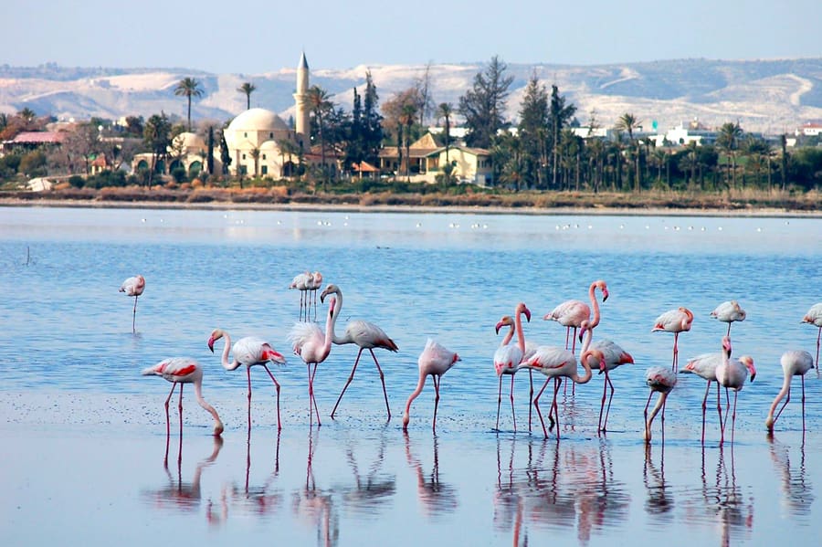 flamingo with mosque 15 Best Things To Do in Larnaca, Cyprus in 2023