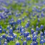 Beyond-the-Big-Bend-Unveiling-10-Texas-Hidden-Gems-from-a-Texan-POV-Top-10-destinations-in-Texas