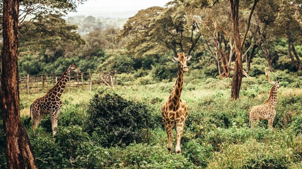 Visit-the-Ultimate-Giraffe-Centre-Things To Do In Nairobi

