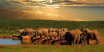 Addo Elephant national park in South Africa