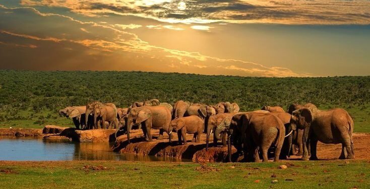 Addo Elephant national park in South Africa