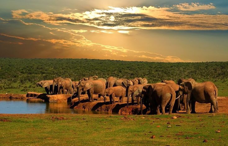 Addo Elephant national park in South Africa