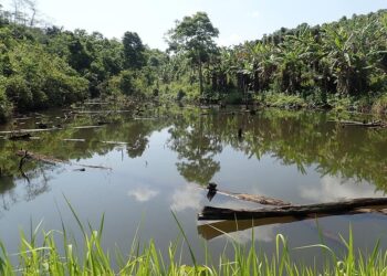 Biodiversity & business: why it matters