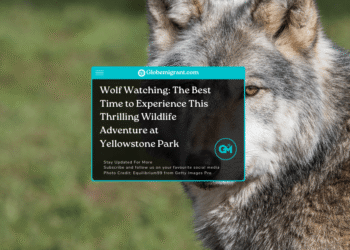 Wolf watching spots, Yellowstone National Park