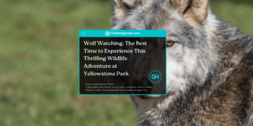 Wolf watching spots, Yellowstone National Park