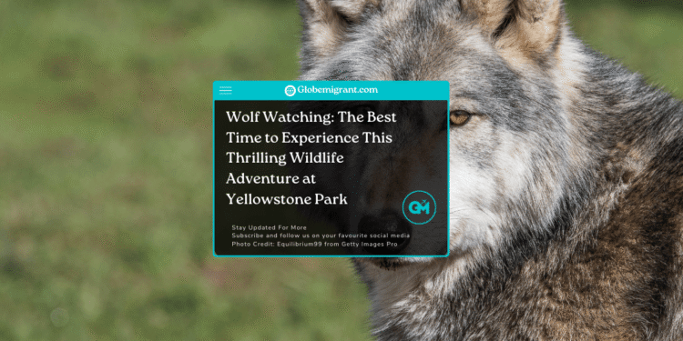 Wolf watching spots, Yellowstone National Park