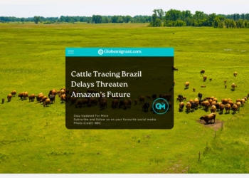 Cattle Tracing Brazil Delays Threaten Amazon’s Future- Globemigrant-immigration-news
