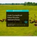 Cattle Tracing Brazil Delays Threaten Amazon’s Future- Globemigrant-immigration-news